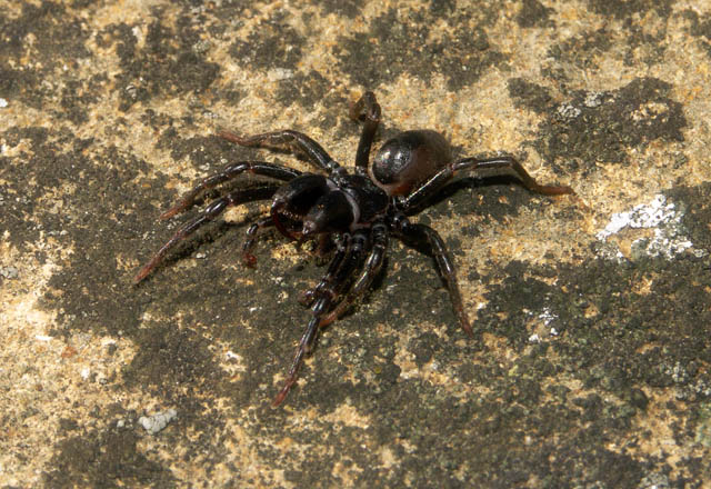 Atypus affinis - Copyright Hugues Mouret